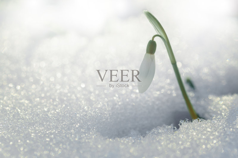 春天的美丽。第一次花。春天的雪中单朵雪花莲。正版图片素材