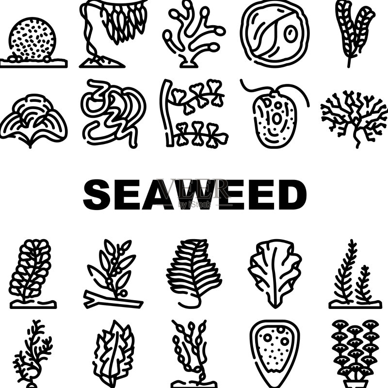海藻海底植物图标合集图标素材