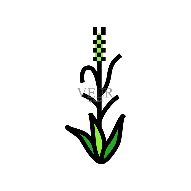 绿色大麦植物彩色图标矢量插图图标素材
